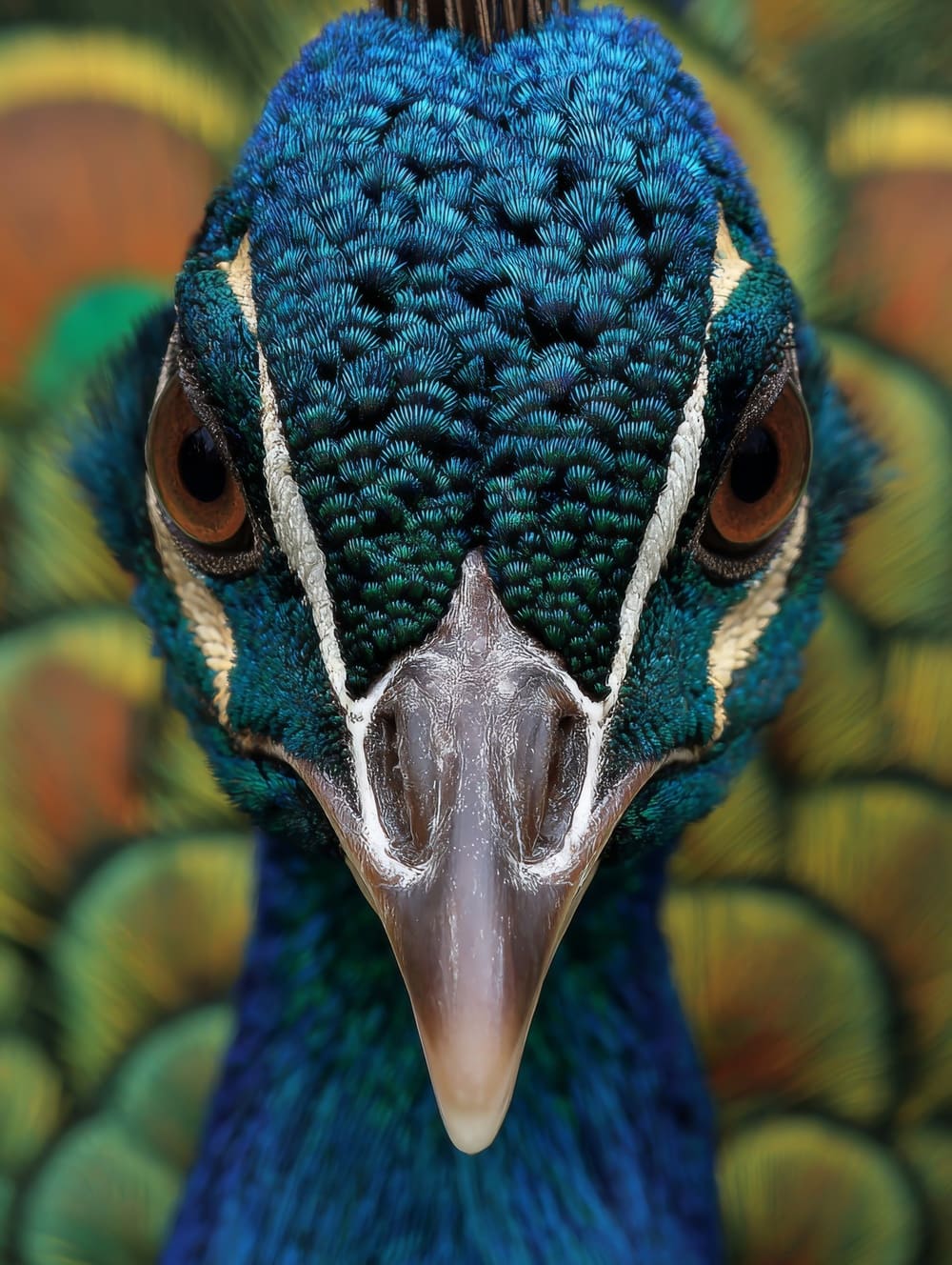 Tableau Paon Regard Noble