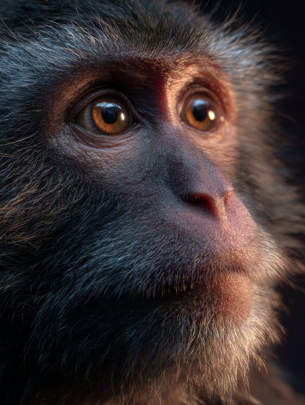 Tableau Singe Cinématographique