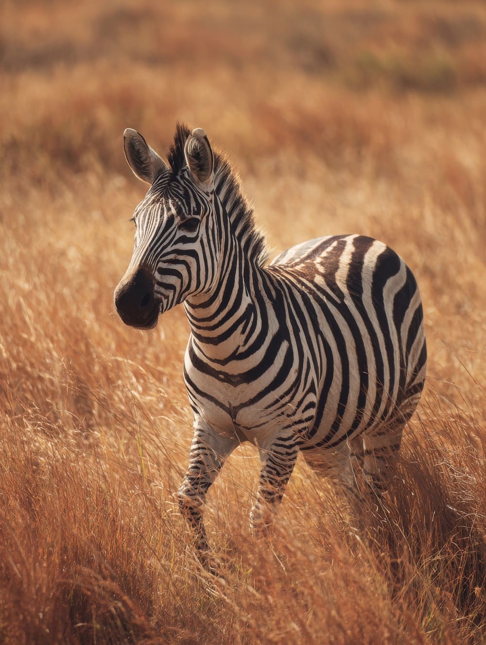 Tableau Zèbre Solitaire en Pleine Lumière